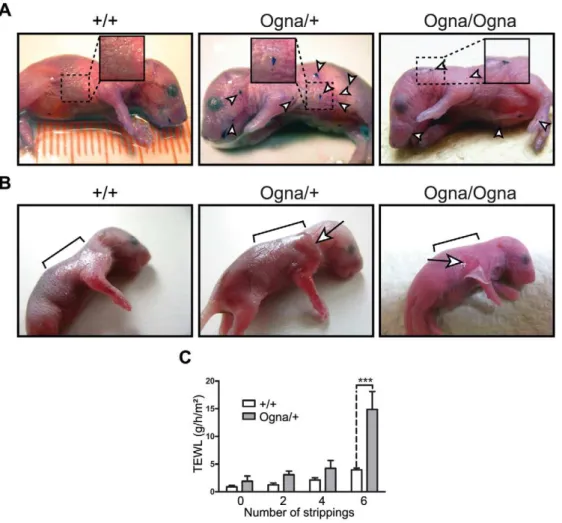 Figure 1. Phenotypical analysis of Ogna mice. (A) Toluidine blue dye penetration assays
