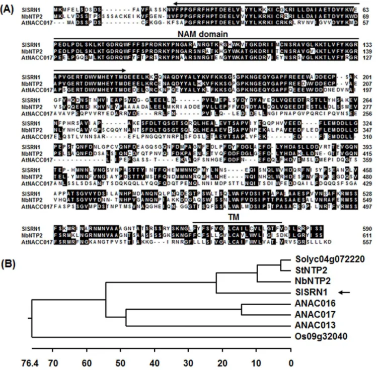 Figure 1. Sequence alignment and phylogenetic tree analysis of SlSRN1 with other plant NAC proteins