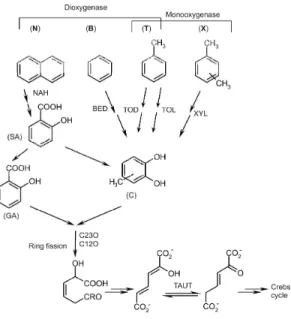 Figure 1. Schematic presentation of the microbial aerobic degradation of aromatic compounds: napthalene  (N),  benzene  (B),  toluene  (T)  and  xylenes  (X)