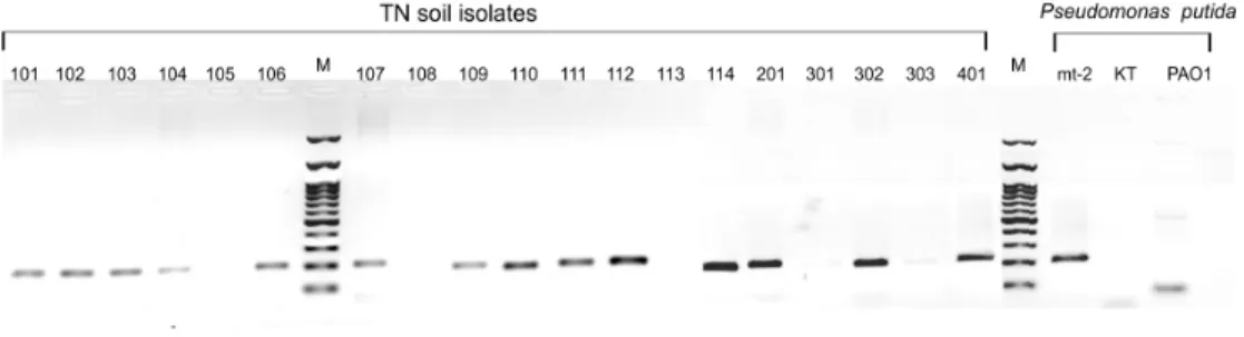 Figure 2. PCR detection of 4-OT gene (192 bp) in 19 aromatic compounds degrading bacterial isolates and  three Pseudomonas species