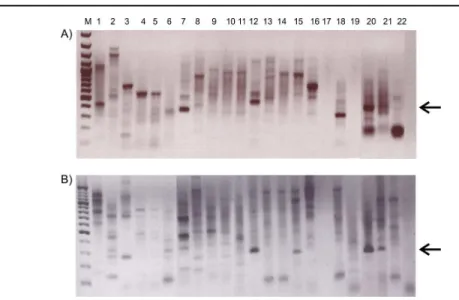 Figure 3. PCR screen for catechol dioxygenases: A) catechol 2,3-dioxygenase (C23O) and B) catechol 1,2- 1,2-dioxygenase  (C12O)