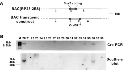 Figure 1. Generation of Sox2-CreER BAC transgenic mice. (A) Illustration of the transgene construction
