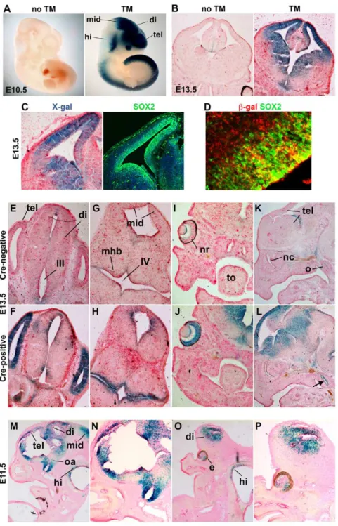 Figure 2. The pattern of CreER activity matches the Sox2 expression pattern at embryonic stages