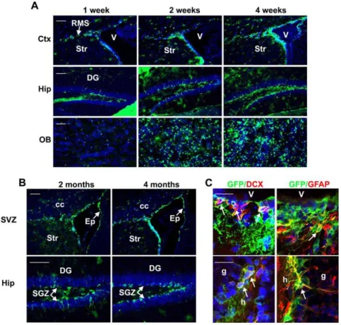 Figure 3. Sox2-CreER activity is observed in the adult neurogenic regions. Two to three month old Sox2-CreER;RCE mice were treated with TM and brains were analyzed at different time points after treatment