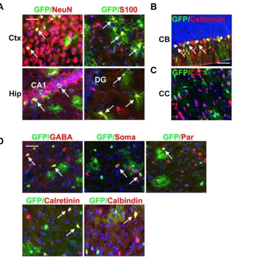 Figure 4. The pattern of CreER activity suggests that Sox2 is also expressed in differentiated cells