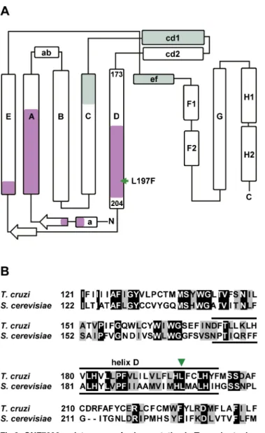 Fig 3. GNF7686 resistance-conferring mutation in T. cruzi cytochrome b structure. A) Secondary structure of yeast cytochrome b (adapted from Ding et al