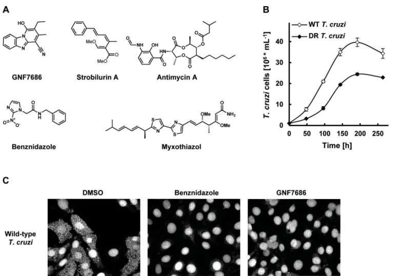 Fig 1. GNF7686 clears T. cruzi amastigotes from infected 3T3 cells. A) Structures of GNF7686, benznidazole and prototypic cytochrome b inhibitors used in this study