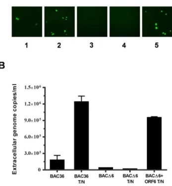Figure 5. Ori-Lyt dependent lytic replication of 293T-BAC36 and 293T-BAC D 6 cells. 293T-BAC36, 293T-BACD6 cells were  trans-fected with ori-Lyt plasmids (pOri-A) plus others as indicated  (PCR3.1-ORF50 and FLAG-ORF6)