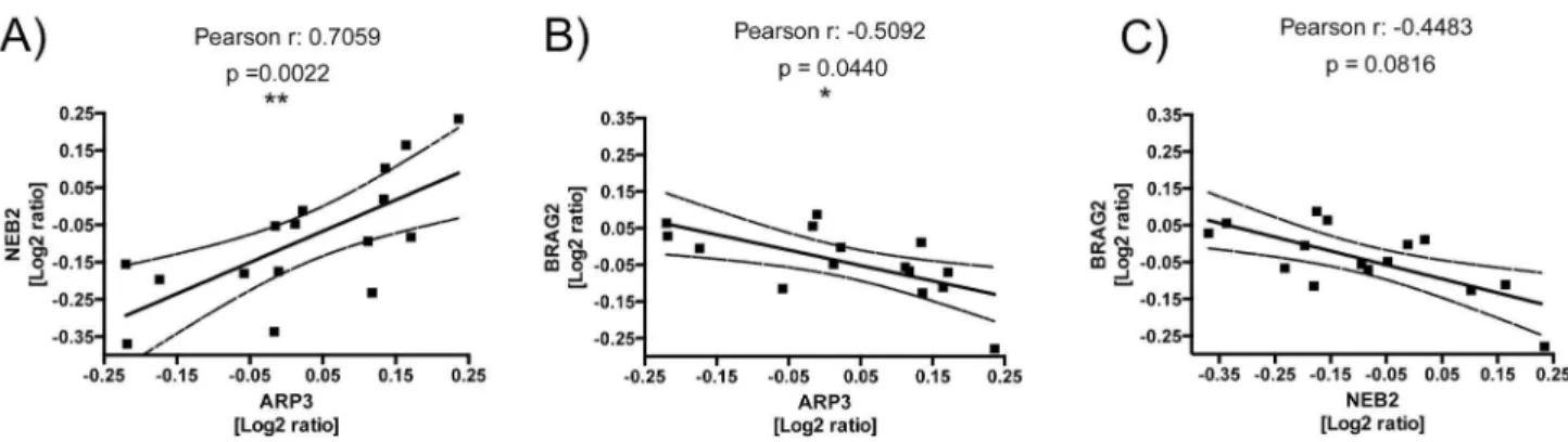 Figure  7.    Protein  inter-correlations.    Displayed  are  the  log 2 -transformed  relative  abundances  of  ARP3,  NEB2,  and  BRAG2 plotted against one another to visualize possible correlative changes