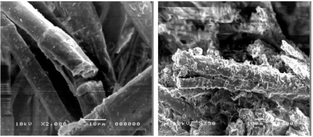 Fig. 3. SEM images that show some deterioration and degradation aspects in fibers 