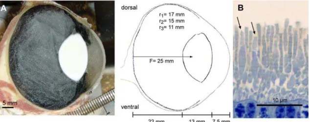 Figure 3. The choice frequencies at different light intensities for two horses (A) and six human subjects (B) as a comparison (binominal tests *P,0.05)