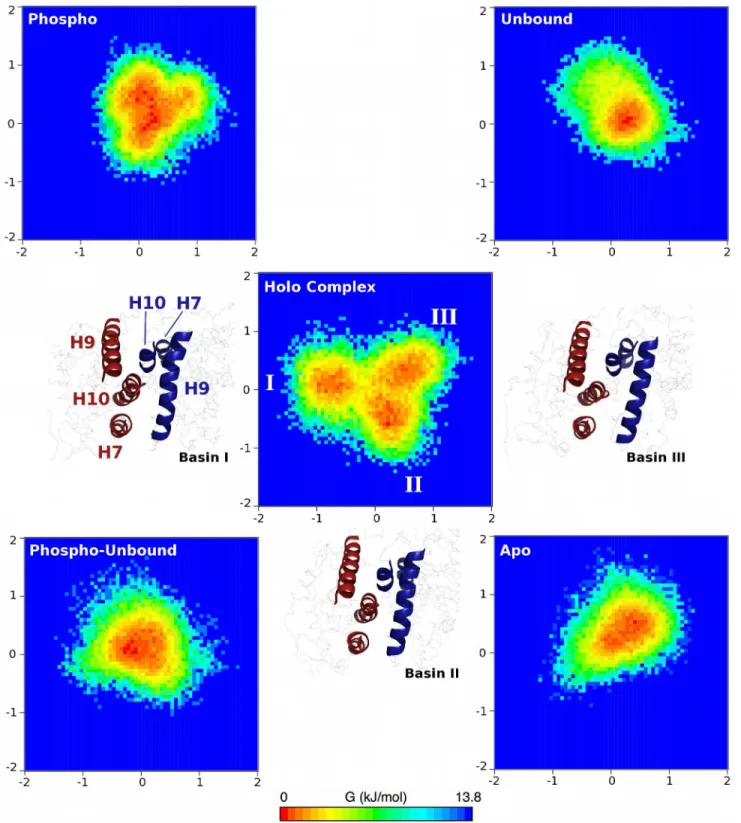 Fig 6. Free energy surfaces of interfacial dynamics of all complexes studied here. Three free energy minima are identified in the holo complex simulations, and are labeled by Roman numerals