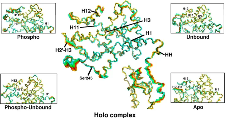 Fig 2. Interpolation of PPARγ structures along the sum of the first 7 eigenvectors from PCA for the holo complex, with insets for each of the other complexes studied here, focusing on the LBD