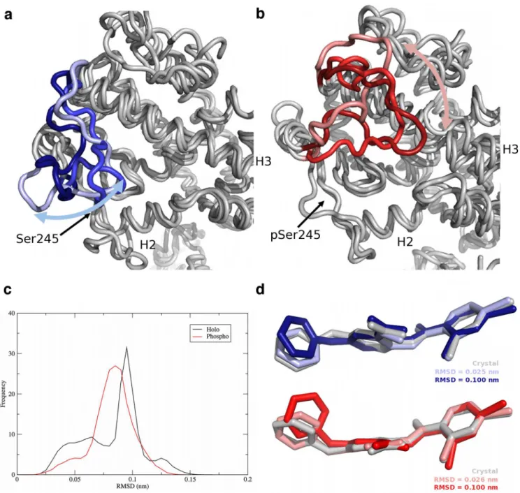 Fig 3. Movement of the H2 ’ -H3 loop and the BVT.13 ligand in PPARγ complexes. Positions of the loop in snapshots from the (a) holo complex and (b) phospho complex (red) simulations, (c) heavy-atom RMSD distributions of the BVT.13 ligand in both the holo a