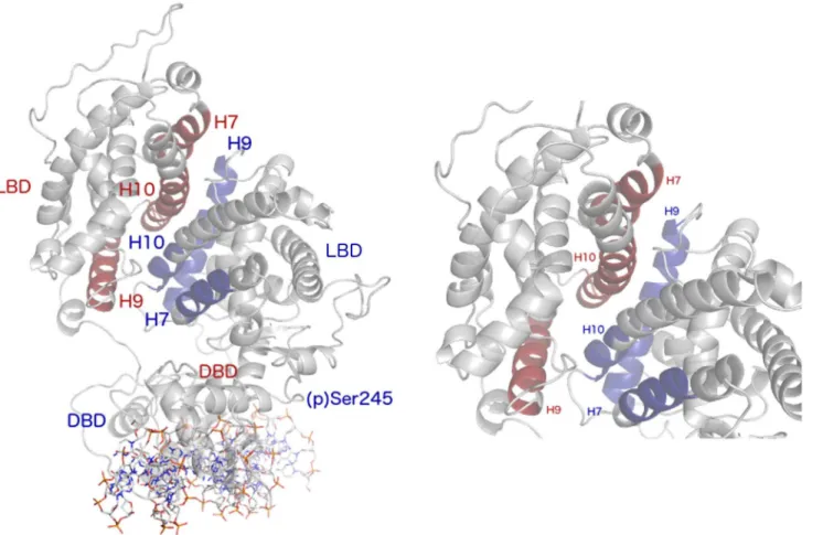 Fig 5. The PPARγ-RXRα LBD-LBD interface. Labels in blue correspond to structural features of PPARγ, while those in red correspond to RXRα