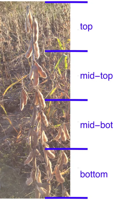 Figure 1 Quadrants of a soybean plant. The mature plant is divided up into quadrants upon harvest and each quadrant is analyzed separately