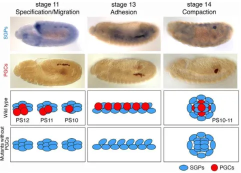 Figure 1. Schematic drawing of gonad formation in wild type and mutants without PGCs. (Top and middle panels) Gonad coalescence in wild type