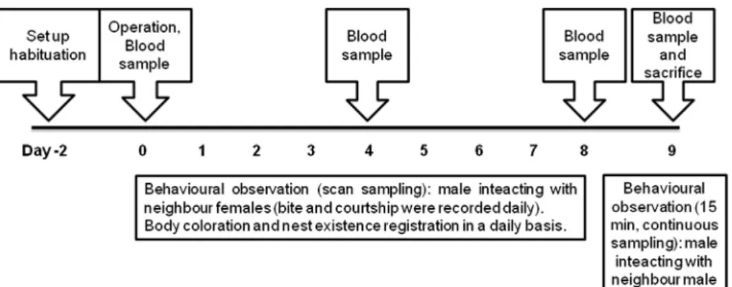 Fig. 1. Experimental design – focal males were introduced in the experimental set up 2 days before the operation for habituation