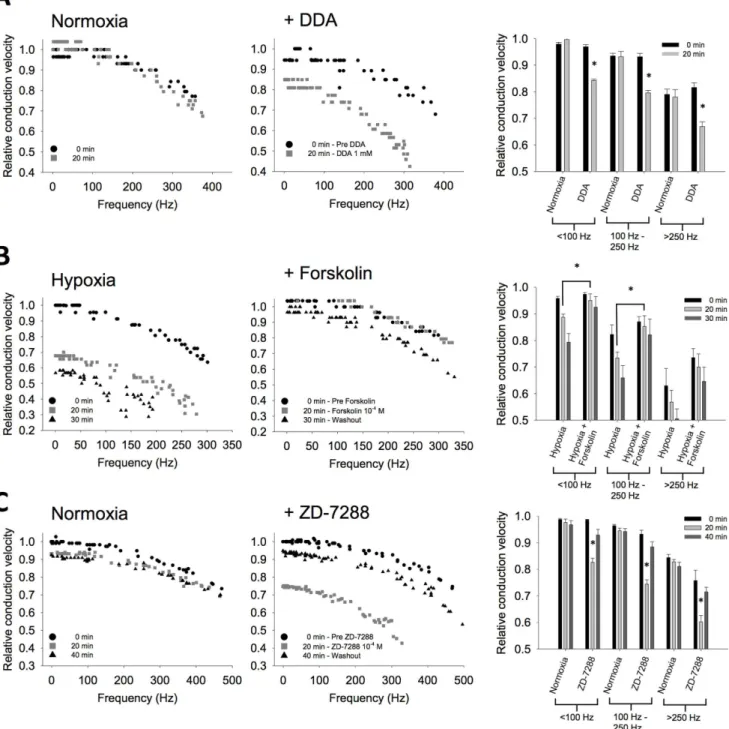 Figure 5. Involvement of cAMP in the DCMD axonal response to a metabolic stress. (A). Pharmacological blockade of cAMP activity by bath application of DDA (1 mM) results in an impairment of conduction velocity down the DCMD axon of otherwise healthy animal