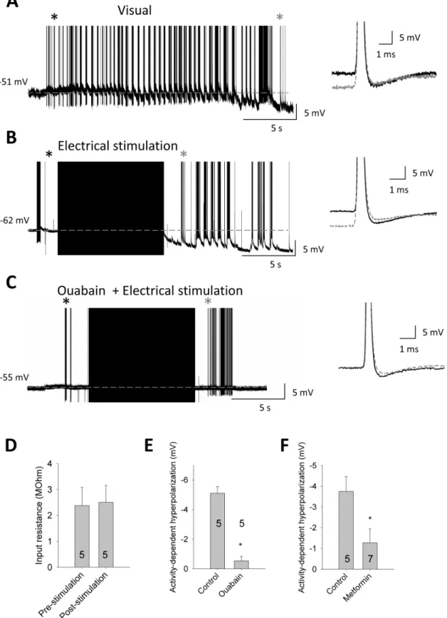Figure 6. Loss of an activity-dependent hyperpolarization in the DCMD axon following AMPK pathway activation