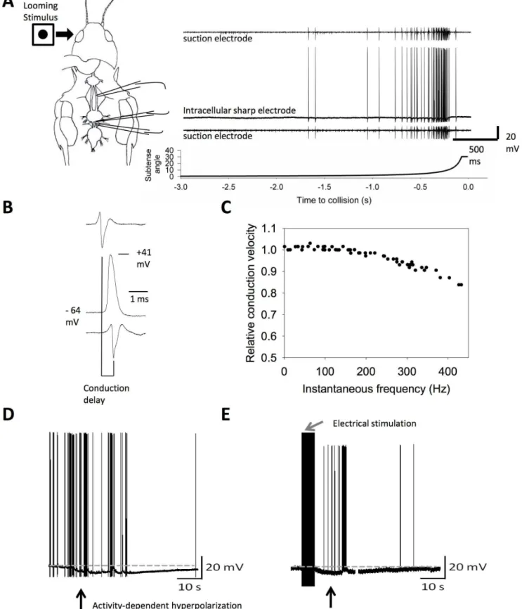 Figure 1. Neural performance can be monitored using the visual looming detector circuit, via the descending contralateral movement detector (DCMD)