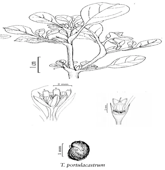 Fig. 4. Scheme representation of Trianthema portulacastrum Linn. 