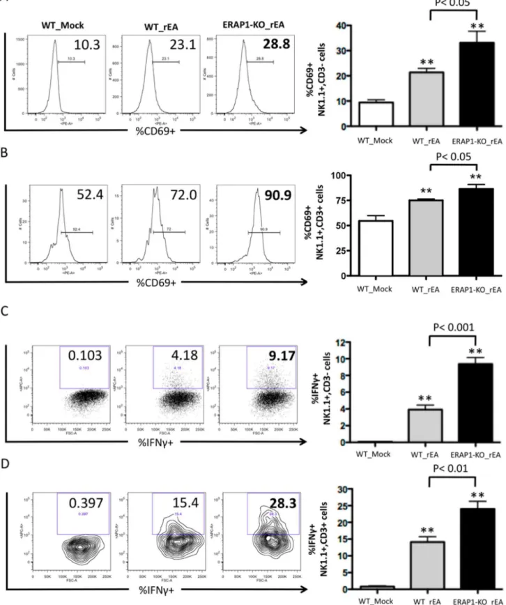 Figure 1. Mice lacking ERAP1 exhibit drastically increased activation of NK and NKT cells in the liver in response to rEA stimuli.
