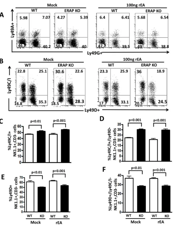 Figure 5. Increased number of licensed NK cells in ERAP1-KO mice. WT C57BL/6 and ERAP1-KO mice (n = 4 for mock and n = 7 for rEA injected groups of mice) were either mock (PBS) injected or intraperitoneally injected with 100 ng/mouse of rEA protein