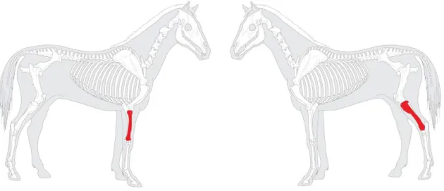 Figura 5.2. – Representação dos ossos de Equus sp. com marcas de fracturas secas. 