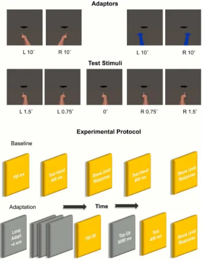 Fig 1. Top Panel: Examples of test stimuli (pointed hands), and adaptors, (arrow and pointed hands) at different orientations