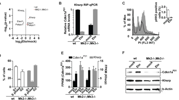 Fig 3. Murine embryonic fibroblasts arrest in G 2 in response to etoposide treatment. (A) Gene expression changes identified by RNA-Seq following 6h of treatment with 20μM etoposide were analyzed for enrichments in GO terms