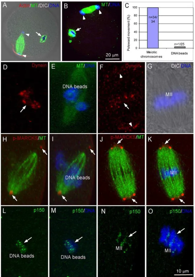 Figure 4. Role of cytoplasmic dynein in chromosome poleward movement. (A) Inhibition of poleward movement of DNA beads and maternal chromosomes by dynein antibody injection