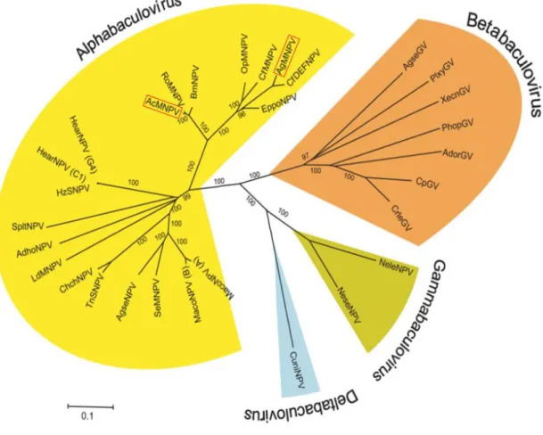 Figura  2:  Relação  filogenética  dos  quatro  gêneros  atuais  em  que  se  divide  a  família  Baculoviridae