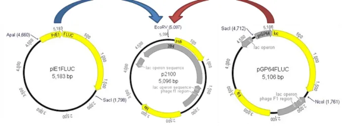 Figura  4:  Estratégia  de  clonagem  dos  insertos  promotor  gp64  ou  ie1  a  montante  do  gene  luciferase  de  vaga- vaga-lume  no  plasmídeo  de  transferência  por  recombinação  homóloga  p2100  (Hallwass,  2005)