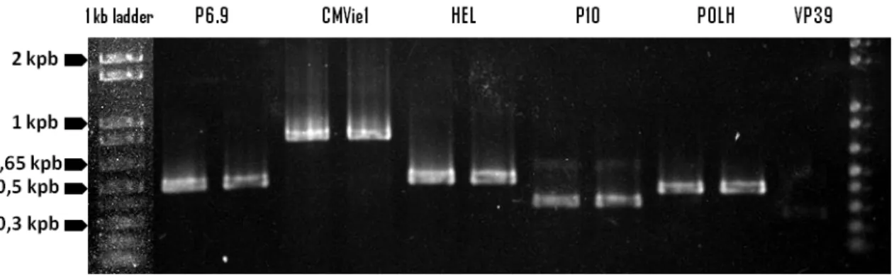 Figura  8:  Gel  de  agarose  0,8%  contendo  o  resultado  das  reações  de  PCR  que  isolaram  os  promotores  virais  p6.9, CMVie1, hel, p10, polh e vp39