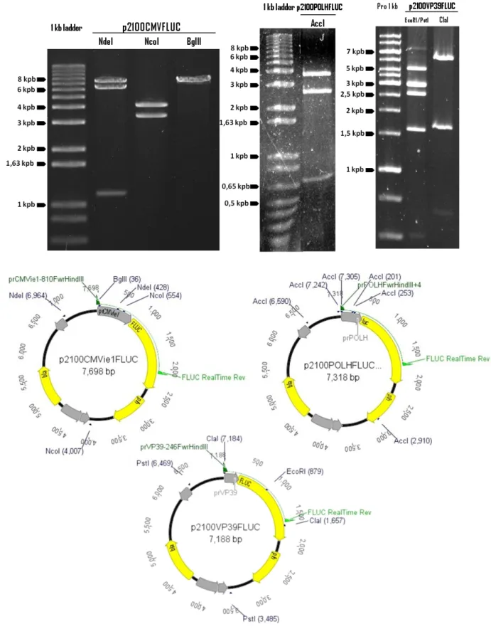 Figura 9: Géis de agarose (0,8%) contendo as digestões dos plasmídeos p2100CMVFLUC, p2100POLHFLUC  e  p2100VP39FLUC