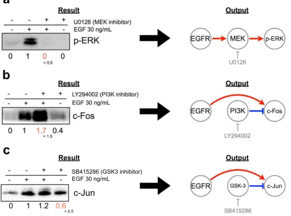 Figure 4. EGF-induced migration signaling network in three cancer cell lines. EGF-induced migration signaling network in (a) A431 cells, (b) EC109 cells, and (c) TT cells