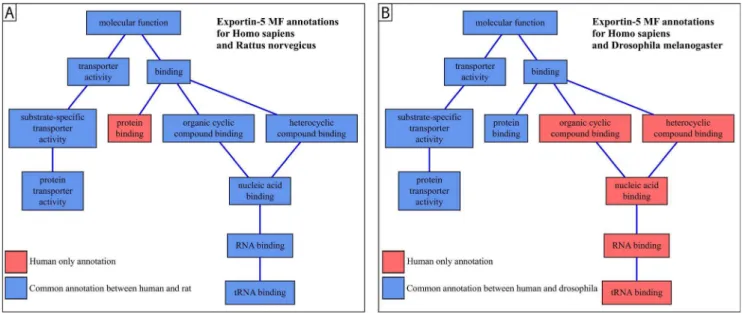 Figure 1. Representation of Exportin-5 orthologs annotations. Common terms between species are displayed in blue