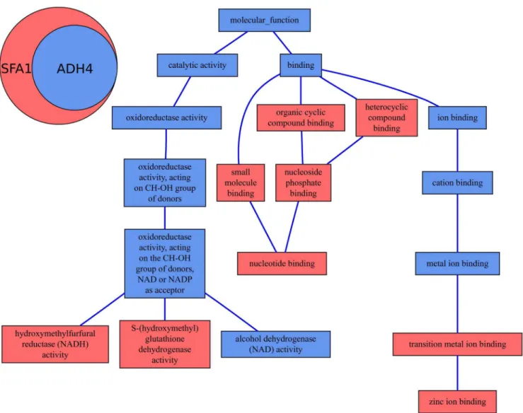 Figure 3 illustrates this case giving the MF annotation graph of two couples of genes: AQP8 and AQP5 in part A and AQP6 and AQP3 in part B
