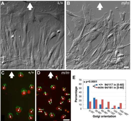 Figure 10. Wdpcp deficiency disrupts polarized cell migration. (A–D) In a wound healing assay, control MEFs (A) were well aligned with the direction of wound closure (indicated by white arrow)