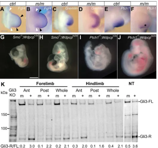 Figure 5. Sonic hedgehog signaling defect in Wdpcp Cys40 mutant. (A–F) In-situ hybridization of E10.5 forelimbs shows Wdpcp Cys40 mutants with expanded expression of Fgf4 in the AER (apical ectodermal ridge) (A, B) and Gremlin in the limb mesenchyme (C, D)