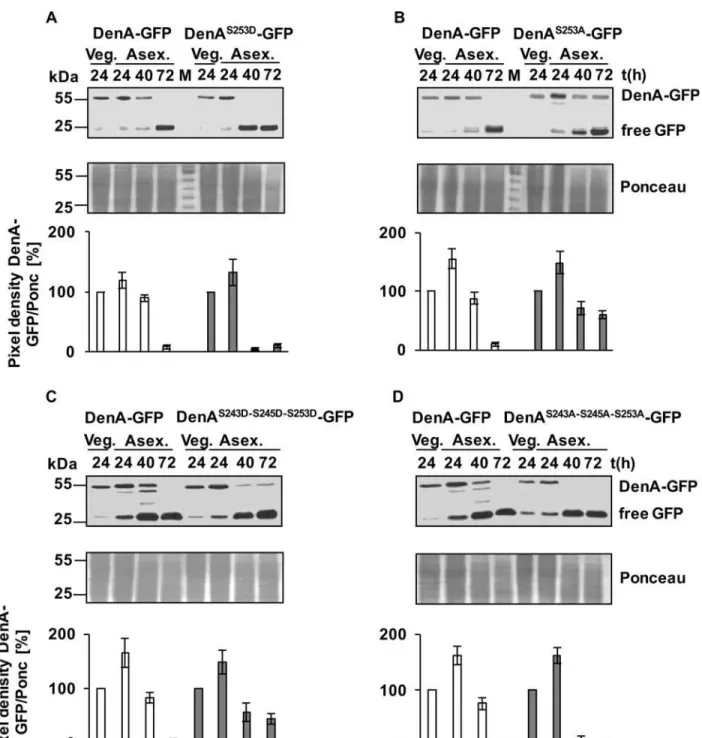 Fig 4. Protein amount of DenA-GFP and amino acid substituted variants during development