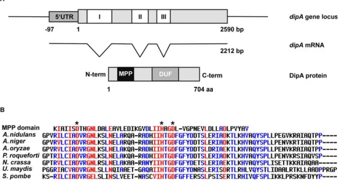Fig 5. dipA gene locus and multiple alignment of its deduced metallophosphatase domain
