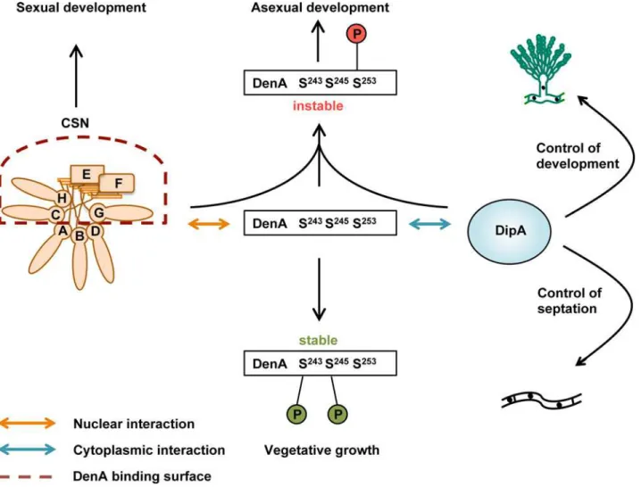 Fig 9. Dual DenA stability control during fungal development. The DenA deneddylase supports asexual development