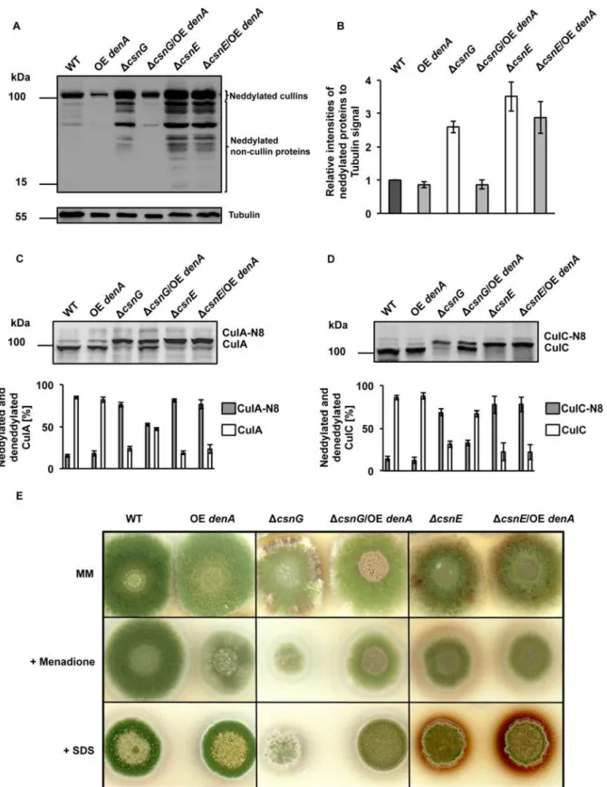 Fig 1. Changes in deneddylase activity and its consequences for the cellular pool of neddylated proteins and fungal development