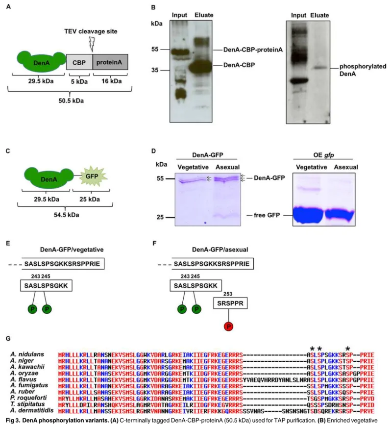 Fig 3. DenA phosphorylation variants. (A) C-terminally tagged DenA-CBP-proteinA (50.5 kDa) used for TAP purification