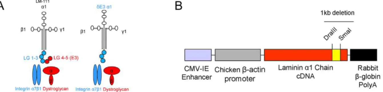 Figure 1. Generation of d E3LM a 1 transgenic animals. (A) Scheme presenting LM-111 structure