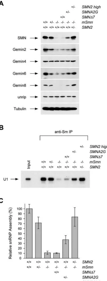 Figure 4. In vitro snRNP assembly defects correlate with SMA severity. (A) Western blot analysis of equal amounts of whole tissue extracts (25 mg) from the spinal cord of normal (SMN2 +/+ ;mSmn +/+ ), carrier (SMN2 +/+ ;mSmn +/2 ), severe SMA (SMN2 +/+ ;mS