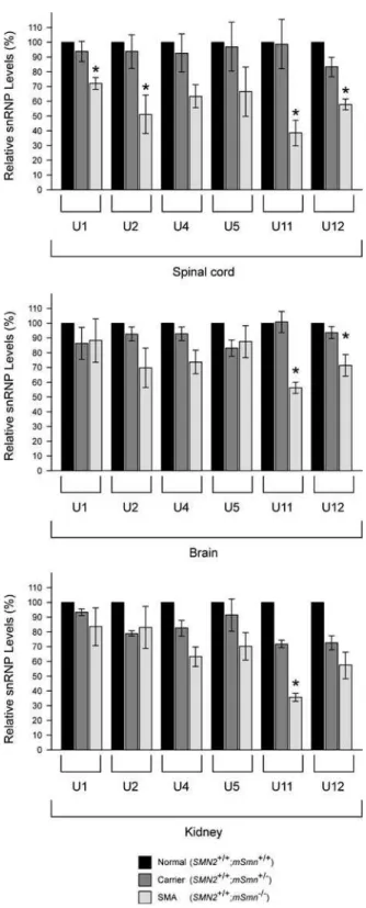 Figure 7. Quantification of endogenous snRNP levels in tissues of severe SMA mice. Immunoprecipitation experiments with anti-Sm (Y12) antibodies from whole tissue extracts (200 mg) from either spinal cord, brain or kidney extracts of normal (SMN2 +/+ ;mSmn