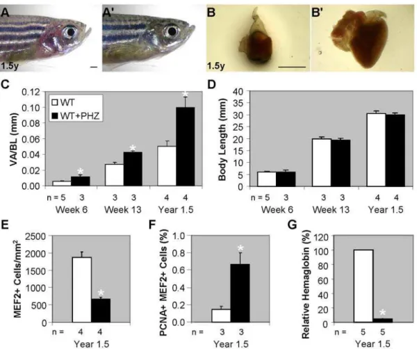 Figure S1 Starting and ending locations for the red blood cell flow rate. Red blood cells were timed between the arrows shown in the pictures of a (A) day-5 post-fertilization zebrafish at day 5, (B) day-15 post-fertilization zebrafish at day 15 and 21, an